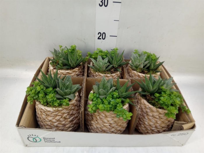 <h4>Arr.   Kamerplant Groen L%</h4>