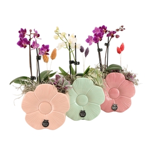 21869: Lovess arrangement