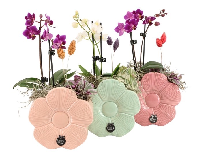 <h4>21869: Lovess arrangement</h4>