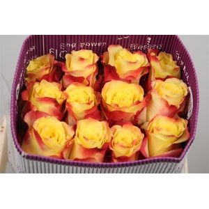 R Gr Hot Merengue+ Ec