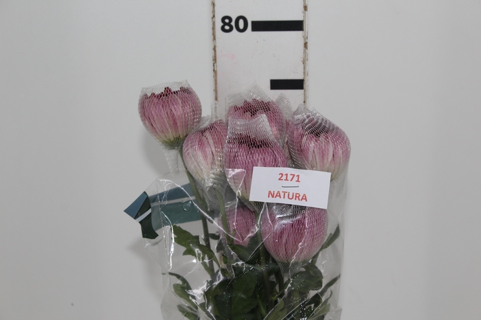 <h4>ANASTASIA BODA 080 CM</h4>