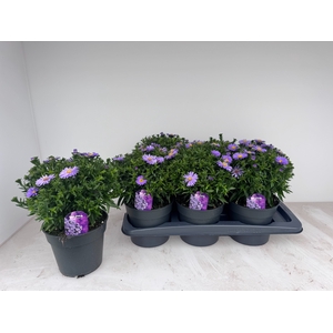ASTER D AL PURPLE RO