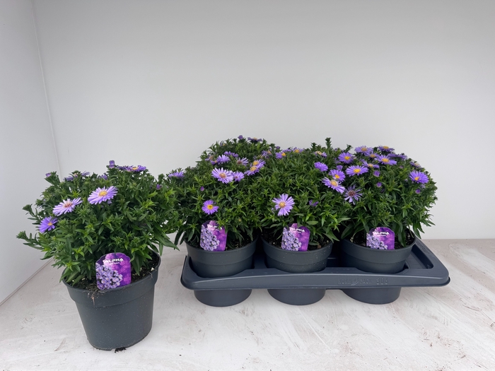 <h4>ASTER D AL PURPLE RO</h4>