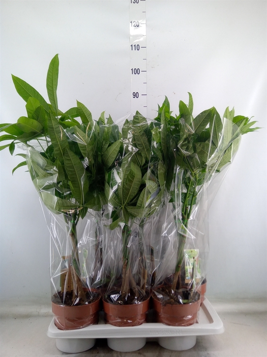 Pachira aquatica