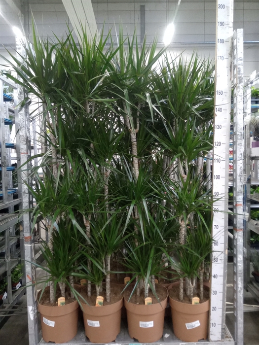 <h4>Dracaena marg.</h4>