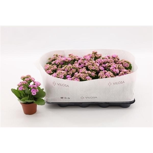 Kalanchoe Double Pink, in kraag