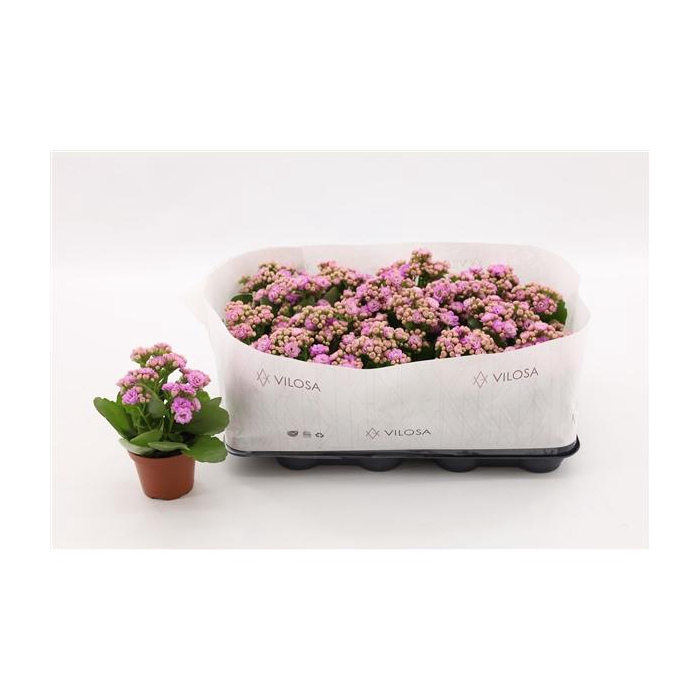 <h4>Kalanchoe Double Pink, in kraag</h4>