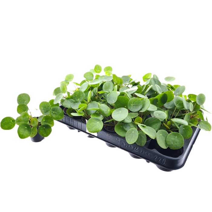 <h4>PILEA PEPEROMIOIDES</h4>