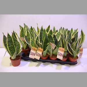 Sansev Futura Superb