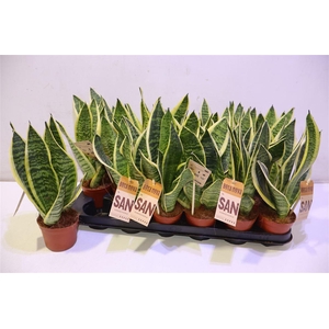 arr8 Sansev Futura Superb