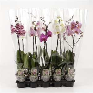 PHAL GEM