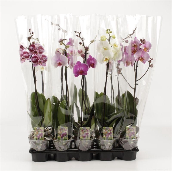 <h4>PHAL GEM</h4>
