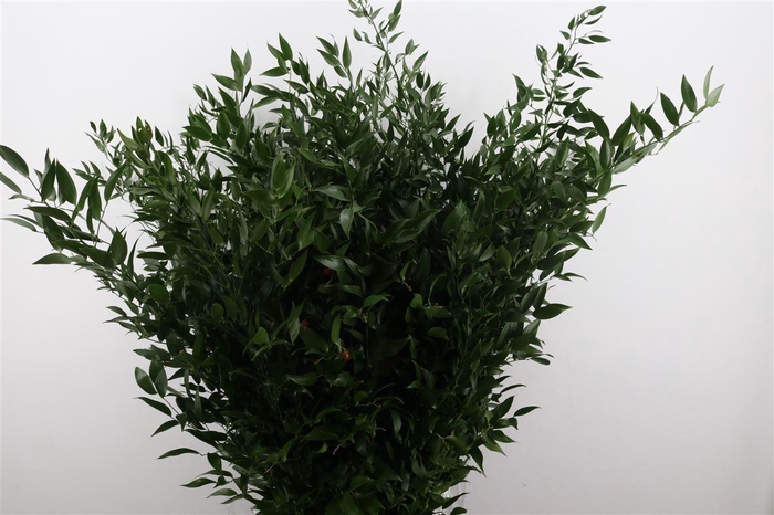 <h4>Ruscus aculeatus per bos</h4>