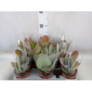 Kalanchoe NF thyrsiflora 'Red Lips'