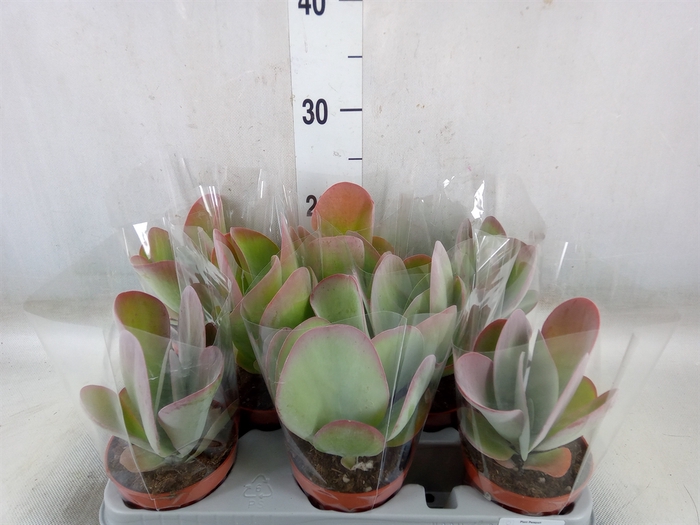 <h4>Kalanchoe NF thyrsiflora 'Red Lips'</h4>