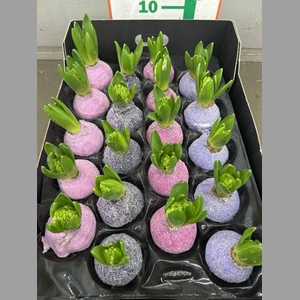 HYACINTH WAX GLIT. 4 KLEUREN