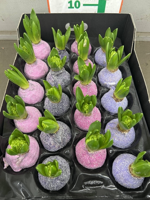 <h4>HYACINTH WAX GLIT. 4 KLEUREN</h4>