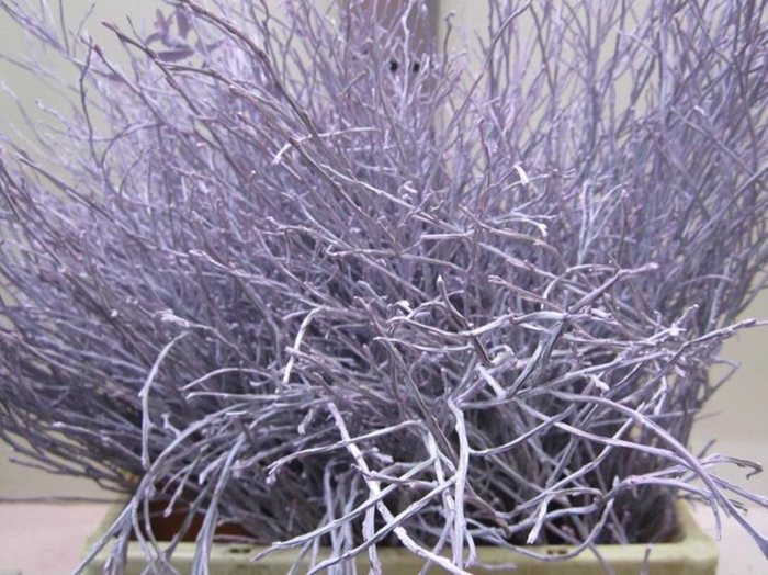 <h4>Heidelbeer Licht Milka</h4>