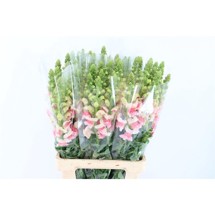 <h4>Antir Overig Apple Blossom</h4>