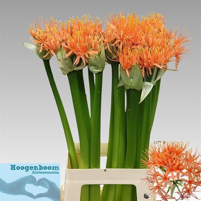 <h4>SCAD ORANGE WONDER</h4>