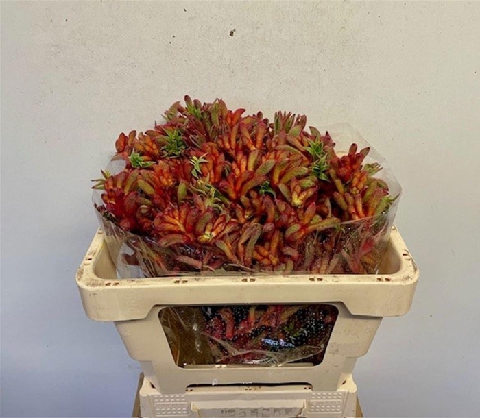 <h4>Anigoz Ramp Roy Slav</h4>