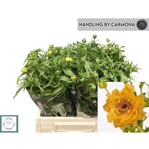 RAN N MODERN VIVALDI