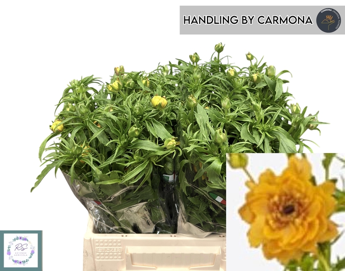 <h4>RAN N MODERN VIVALDI</h4>