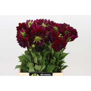 Dahlia Arabian Night
