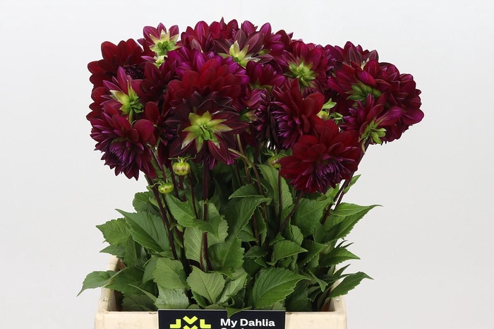 <h4>Dahlia Arabian Night</h4>
