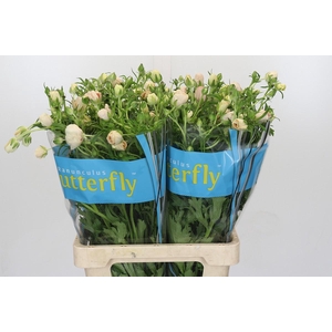 Ranunculus Butterfly Melissa