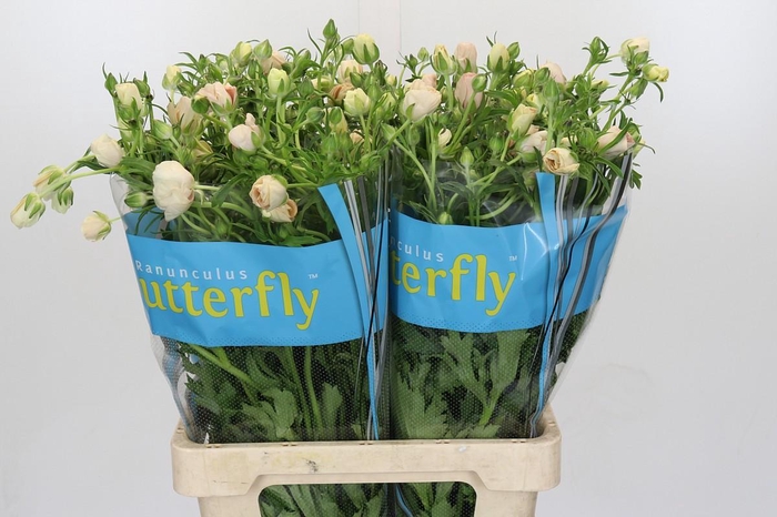 <h4>Ranunculus Butterfly Melissa</h4>