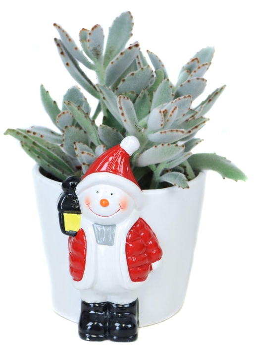 <h4>Succulenten 10,5cm in Sneeuwman planter</h4>