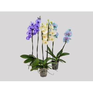 PHALAENOPSIS TINGIDA P12 MULTICOLOR