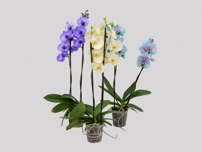 <h4>PHALAENOPSIS TINGIDA P12 MULTICOLOR</h4>