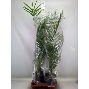 Phoenix canariensis