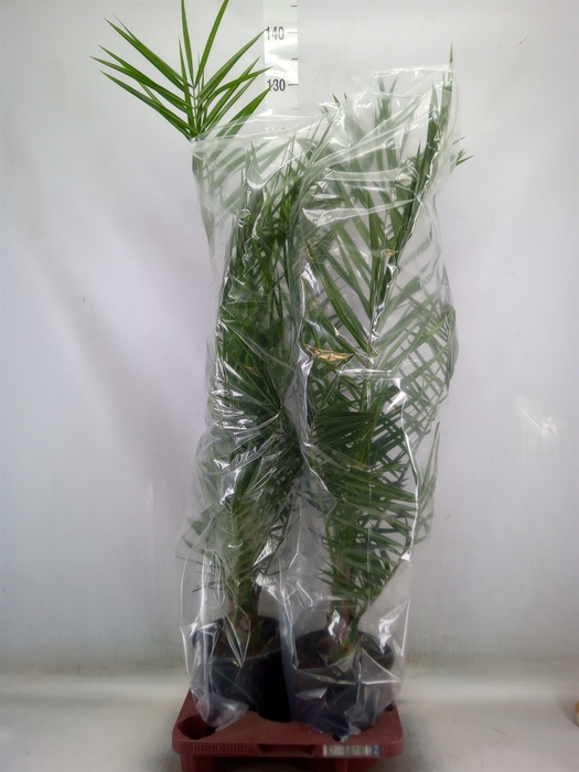 <h4>Phoenix canariensis</h4>