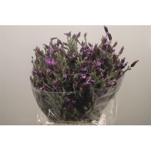 Lavendula Stokas Per Bunch