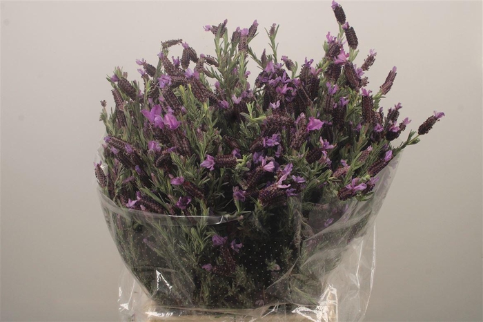 <h4>Lavendula Stokas Per Bunch</h4>