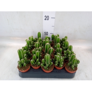 Cereus per. 'Florida'