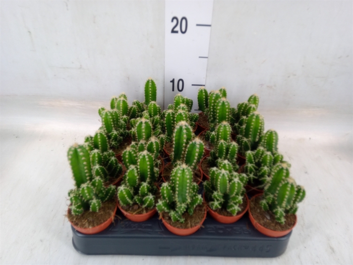 <h4>Cereus per. 'Florida'</h4>