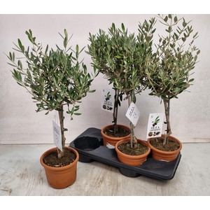 OLEA EUROPAEA