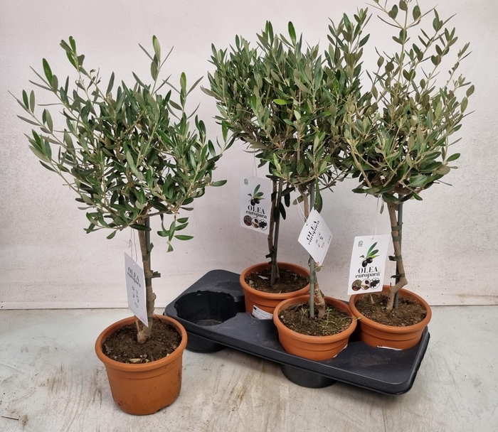 <h4>OLEA EUROPAEA</h4>
