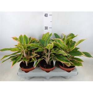 Aglaonema   ...