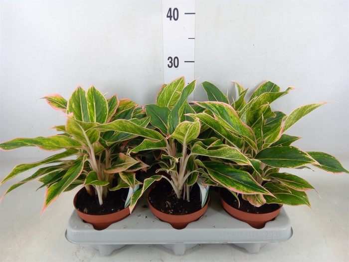 <h4>Aglaonema   ...</h4>