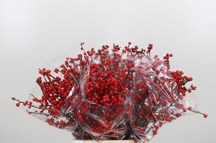 <h4>Ilex Rode Bes</h4>