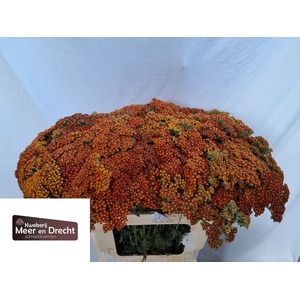 Achillea overig
