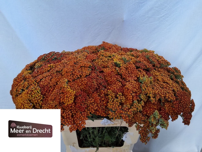 <h4>Achillea overig</h4>