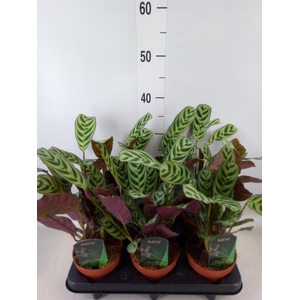 Ctenanthe burle-marxii