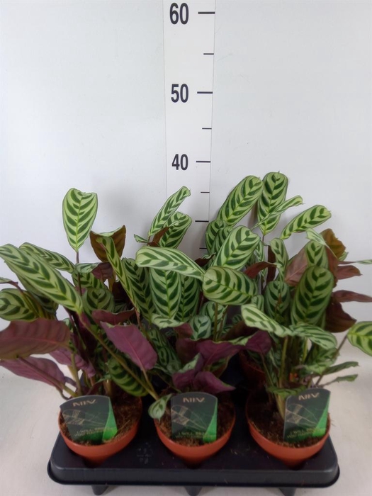 <h4>Ctenanthe burle-marxii</h4>