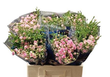 <h4>R Tr Gypsy Rose</h4>